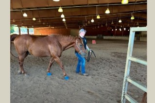 person leading horse